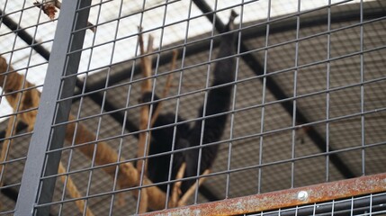 black orangutan hanging from a cage
