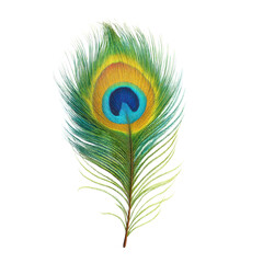 Obraz premium A vibrant peacock feather with iridescent colors. Symbol of beauty, pride, and royalty.