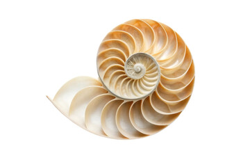 Obraz premium Nautilus shell showcasing intricate spiral design for natural decor and educational purposes