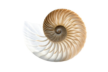 Natural beauty of a nautilus shell highlighting intricate patterns and smooth textures for decorative use in crafts or interior design