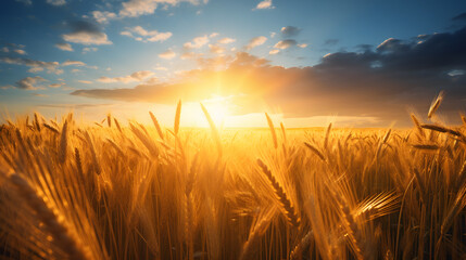 Obraz premium Golden Wheat Field at Sunset
