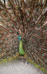 Obraz premium a beautiful and unique peacock with a flared tail and eye-like pattern on the tail