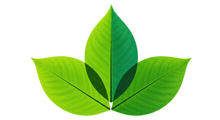 Fototapeta premium Isolated Three Green Leaves