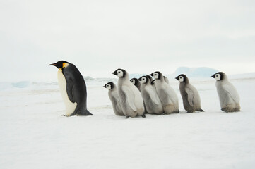 Obraz premium Emperor Penguins with chicks in Antarctica 