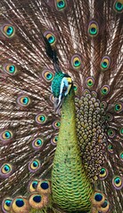 Obraz premium beautiful green peacock with unique feather pattern like eyes