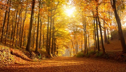 Obraz premium Golden Autumn season in forest vibrant leaves on trees sunny weather and nobody real fall nature landscape