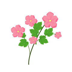 pink flower isolated on white background