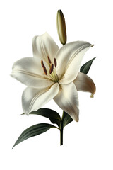 Realistic lily with large white petals and orange stamens, green stem and leaves, isolated on transparent background.