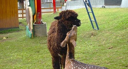 cute and cuddly alpaca and brown deer, playing in the zoo enclosure