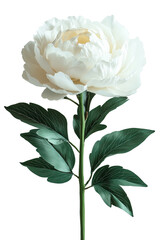 Obraz premium background of peonies isolated on white background, high resolution,