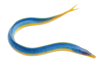 Vibrant blue and yellow eel gracefully swimming in clear waters for marine life enthusiasts