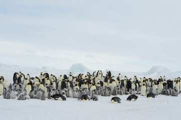 Colony of emperor penguins at Snow Hill Island, Weddell Sea, Antarctica, Polar Regions