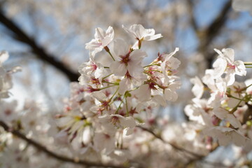 桜の花が満開