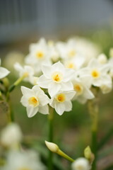 Fototapeta premium 道路横に咲くスイセン