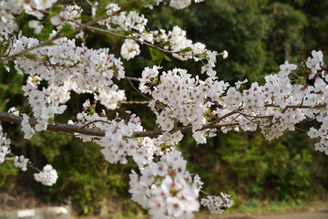 桜の花が満開