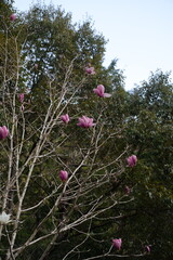 山の中に咲くモクレンの花