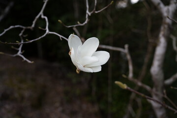 山の中に咲くモクレンの花