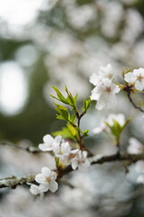桜の花が満開