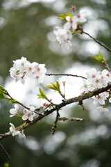 桜の花が満開