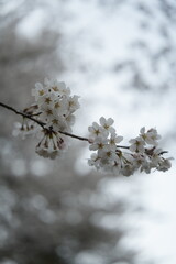 桜の花が満開