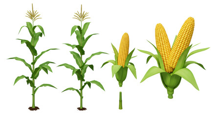 Isolated Corn Plants and Cobs