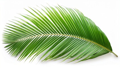 Obraz premium Coconut leaves or Coconut fronds Green plam leaves Tropical foliage isolated on white background with clipping path