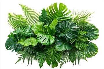 Isolated tropical foliage plants, a bush arrangement with fern, monstera, and other greenery leaves, creating a nature-inspired floral background. This design element is suitable for garden decoration