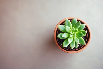 Top-down view of a small plant in a pot, creating a minimalist, clean aesthetic, ideal for eco-friendly or nature-themed visuals