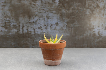Aloe vera variegated plant in clay pot with copy space