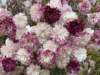 Cluster of light and dark chrysanthemums in full bloom

