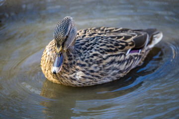 Female Mallard Floating on Gentle Ripples