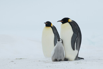 Obraz premium An Emperor Penguin with chick at the Emperor Penguin Colony at Snow Hill, Weddell Sea, Antarctica. October 2018. 