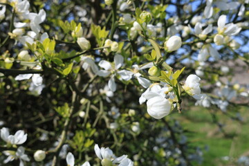 Blooming Trifoliate Orange (Poncirus trifoliata) Against Clear Blue Sky