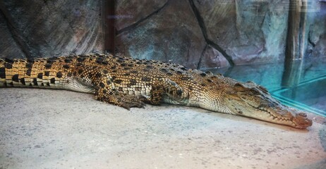 young white crocodile sleeping and relaxing