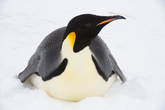Emperor penguin. isolated on white background