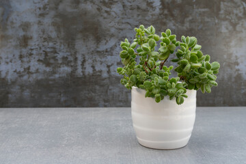 Cotyledon tomentosa succulent plant in white ceramic pot with copy space