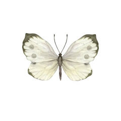 Cabbage whitefly with spots on wings. Top view of opened wings. Watercolor illustration isolated.