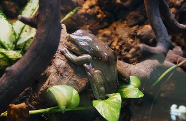 A frog with shiny green-brown skin with white spots, perched on a branch in a natural environment. Green leaves and the texture of the soil and twigs in the background create a typical habitat atmosph