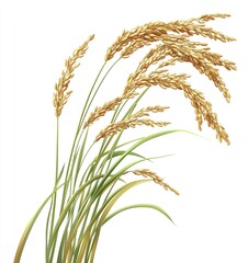 Fototapeta premium Rice plant, rice grains with a golden hue against a white background, high resolution, highly detailed, hyperrealistic -