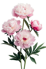 Obraz premium background of peonies isolated on white background, high resolution,
