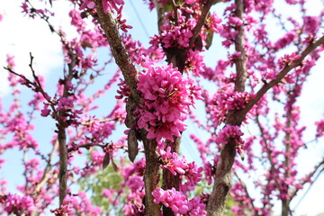 Blossoming Judas Tree (Cercis siliquastrum) with Vibrant Pink Flowers in Spring