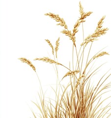 Rice plant, rice grains with a golden hue against a white background, high resolution, highly detailed, hyperrealistic 