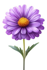 Obraz premium aster isolated on white background,