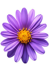 Obraz premium aster isolated on white background,