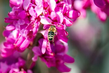 a bee pollinates pink cherry flowers in a small park in the city of Munich in spring