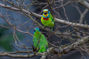The five-colored bird is a subspecies of bird endemic to Taiwan. It mainly lives in broad-leaved forests at medium and low altitudes and usually feeds on fruits, insects and spiders. They are relative