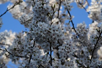 Fototapeta premium 青空に映える4月の桜の木