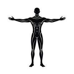 Anatomical Silhouette of Human Figure