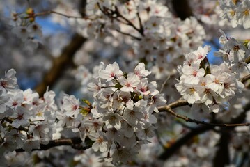 青空に映える4月の桜の木