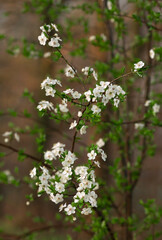 Drzewo kwitnące w lesie, tapeta, dekoracja.  © mycatherina